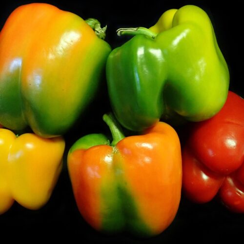 Capsicum
